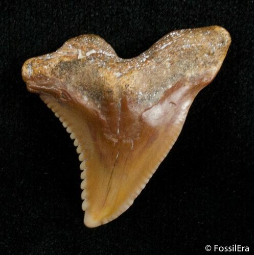 Fossil Hemipristis Shark Tooth - Western Sahara Desert #2857